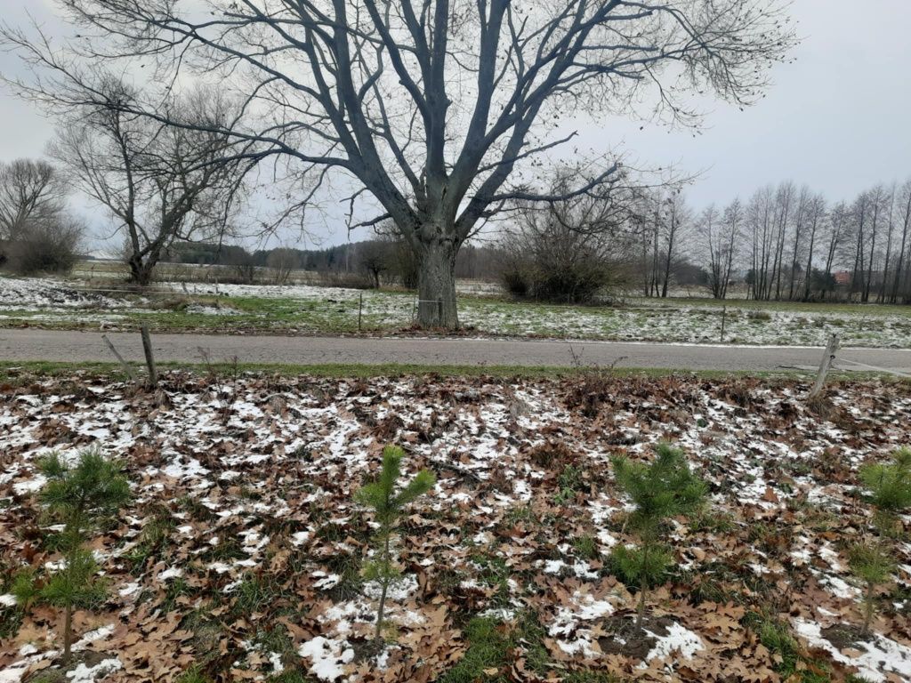 Działka budowlana Szafranki. Zdjęcie 5