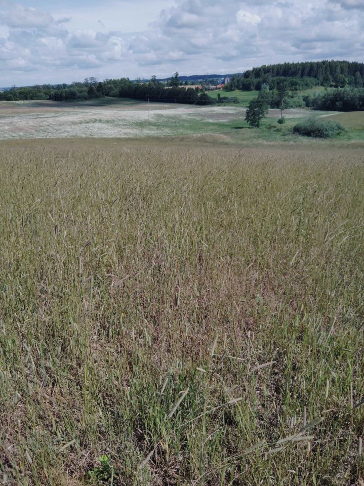 Działka rolna Jeziorany-Kolonie. Zdjęcie 3