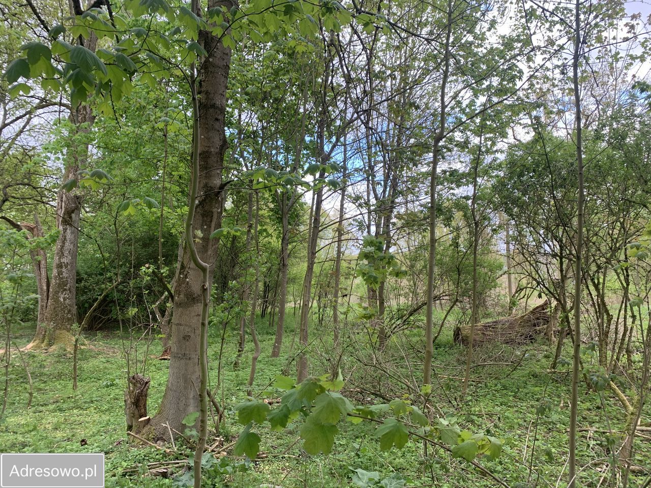 Działka budowlana Miałka. Zdjęcie 12
