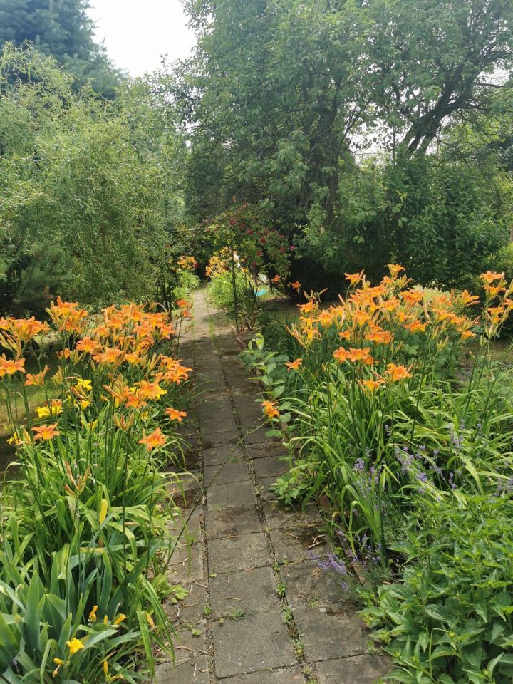 Działka rod Gliwice Trynek, ul. Góry Chełmskiej. Zdjęcie 2