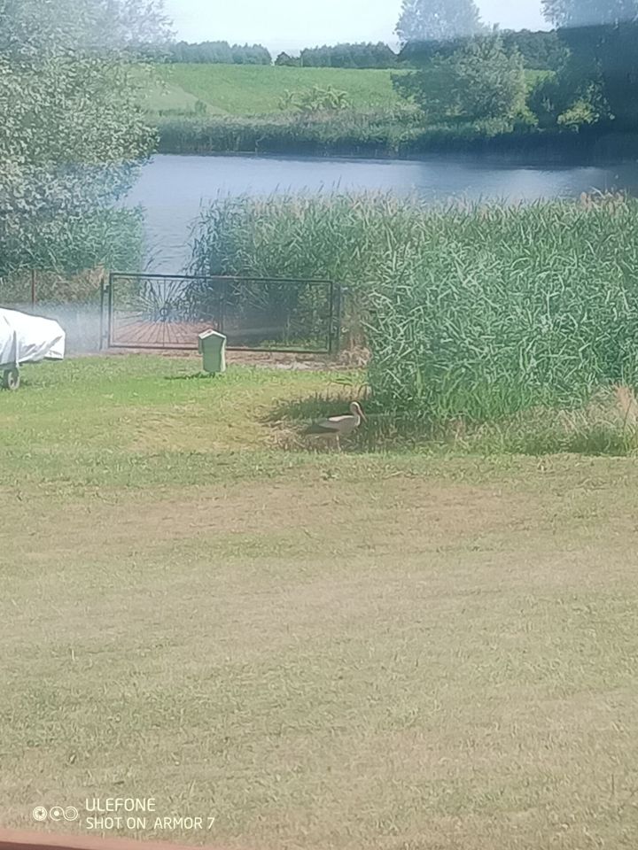 Działka rekreacyjna Wiktorowo. Zdjęcie 5