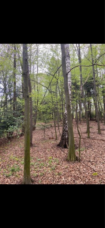 Działka siedliskowa Zagorzyce. Zdjęcie 8