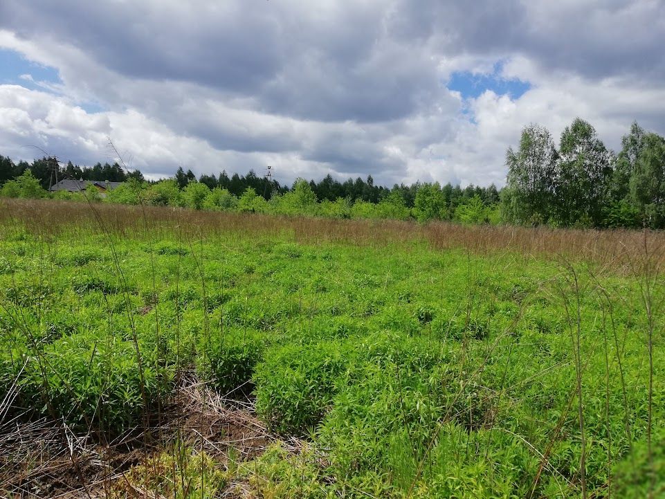 Działka rolno-budowlana Łódź Widzew, ul. Beskidzka