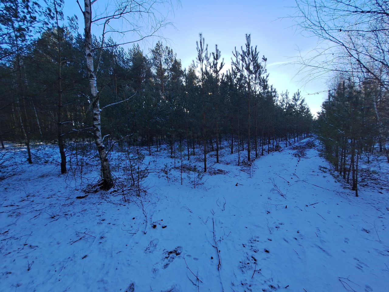 Działka leśna Połoń. Zdjęcie 7