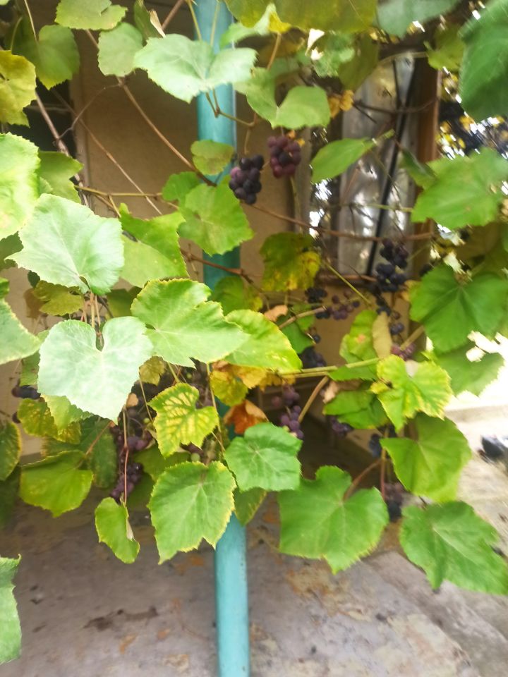 Działka rod Starogard Gdański Centrum, ul. Tczewska. Zdjęcie 15