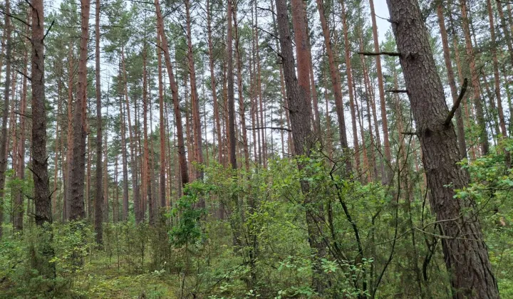 Działka leśna Kozińce