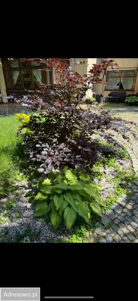 Nieruchomość komercyjna Karpacz. Zdjęcie 15