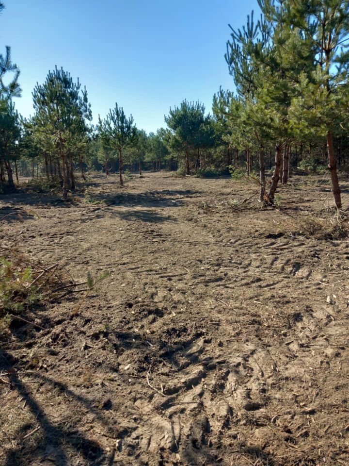 Działka rolno-budowlana Gucin. Zdjęcie 13