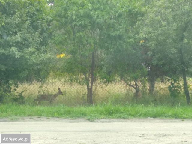 Działka budowlana Zgierz Krzywie, ul. Kazimierza Wielkiego. Zdjęcie 1