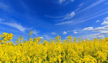 Działka na sprzedaż bez pośredników Szczutkowo - Widok 5
