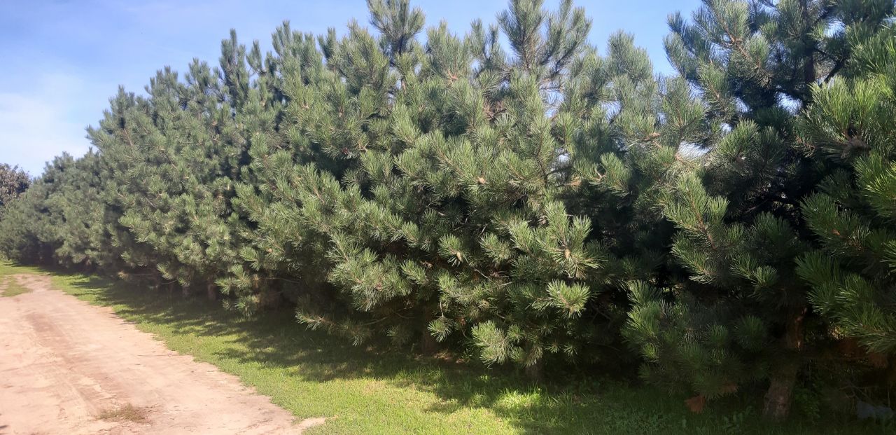 Działka budowlana Cegielnia-Kosewo, ul. Piastowska. Zdjęcie 5