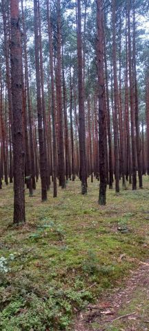 Działka leśna Skotniki. Zdjęcie 1