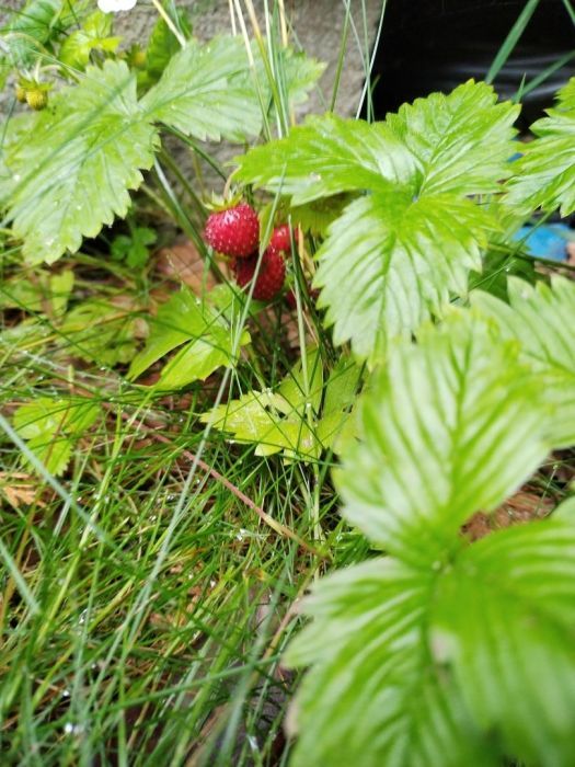 Działka budowlana Parchowo Karłowo. Zdjęcie 15