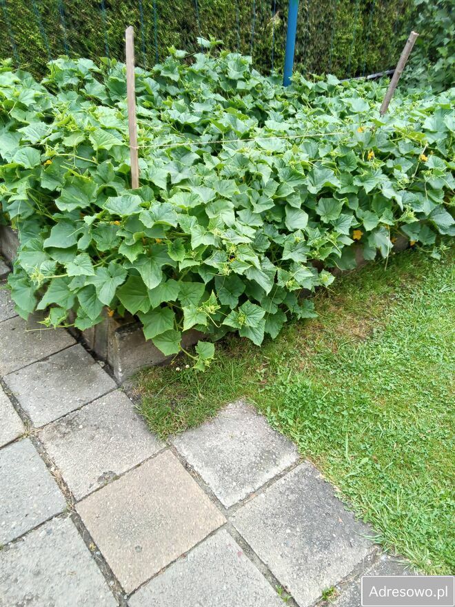 Działka rod Bytom. Zdjęcie 10