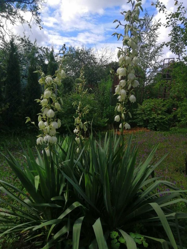 Działka rod Warszawa Mokotów. Zdjęcie 6