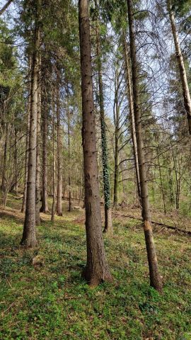 Działka leśna Mszana Dolna, ul. Krakowska. Zdjęcie 1