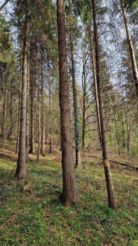 Działka leśna Mszana Dolna, ul. Krakowska