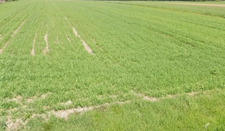 Działka budowlana Beleń