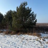 Działka budowlana Wołów. Zdjęcie 1