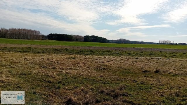 Działka leśna Strawczyn. Zdjęcie 6