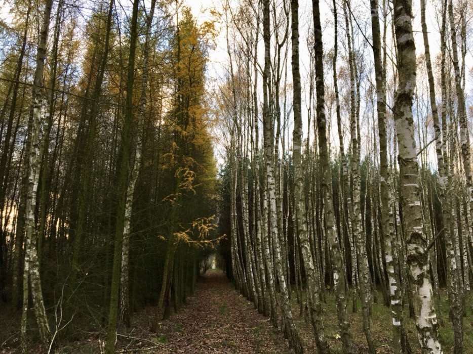 Działka leśna Annopol