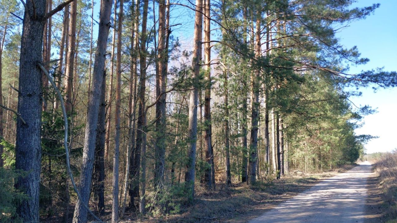 Działka Skieblewo. Zdjęcie 5