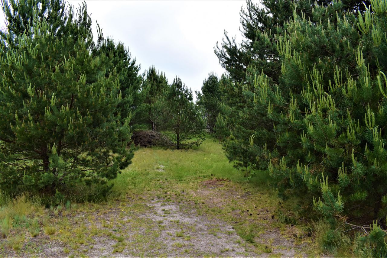 Działka rolno-budowlana Osowo Leśne. Zdjęcie 4