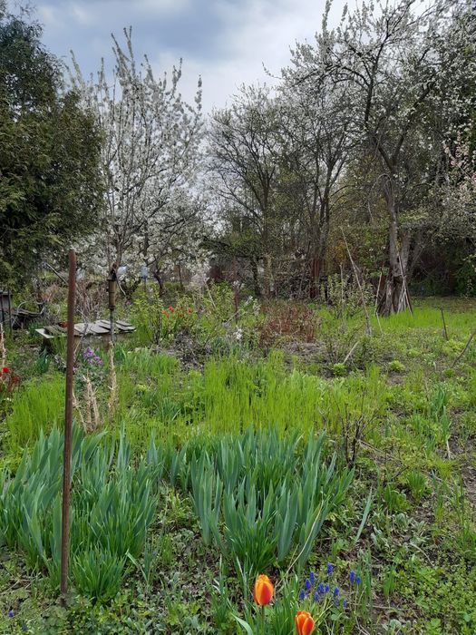 Działka rod Warszawa Mokotów. Zdjęcie 2