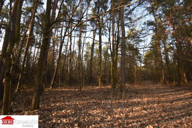 Działka leśna Stanisławów. Zdjęcie 2