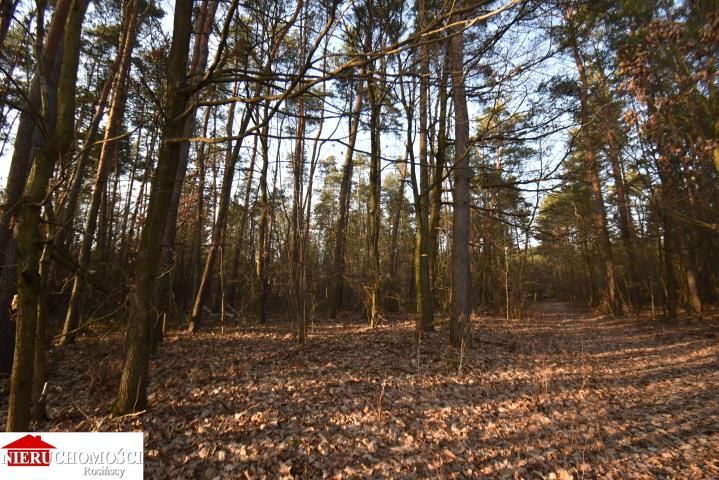 Działka leśna Stanisławów. Zdjęcie 2