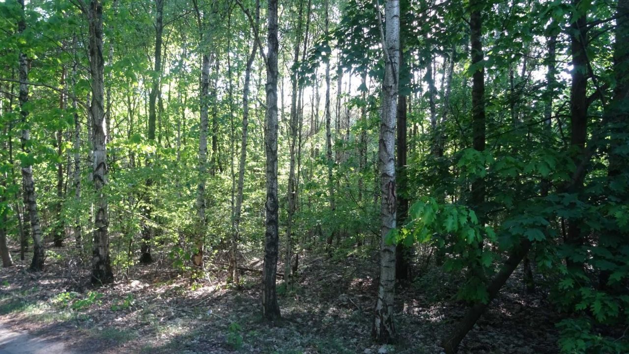 Działka leśna Sułkowo Borowe. Zdjęcie 6