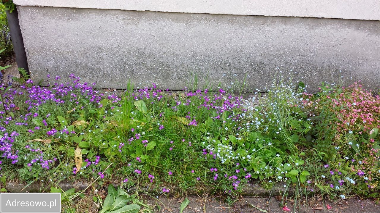 dom wolnostojący, 6 pokoi Jelenia Góra Cieplice Śląskie-Zdrój, ul. Wojciecha Tabaki. Zdjęcie 7