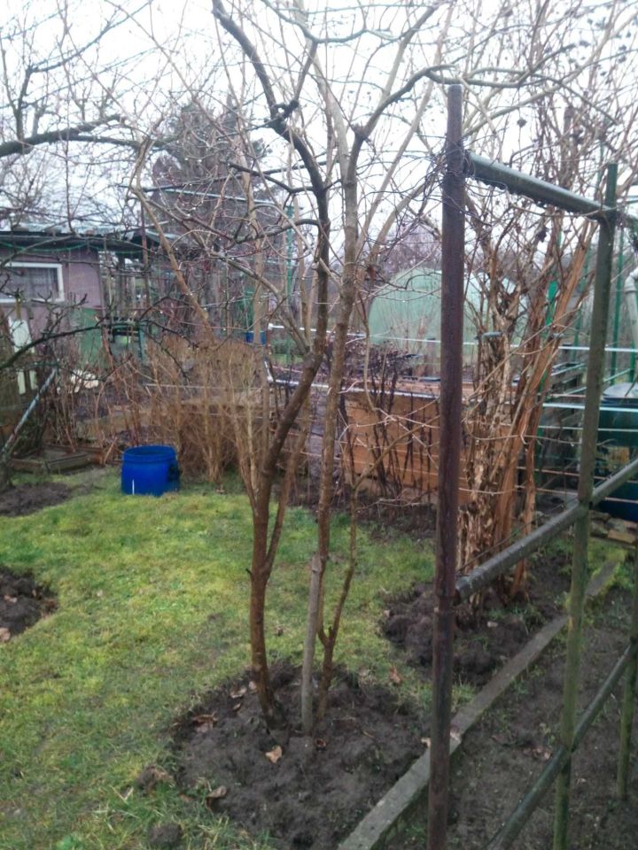 Działka rod Gorzów Wielkopolski, ul. Śląska. Zdjęcie 5