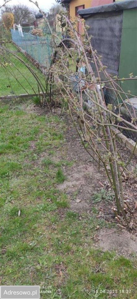 Działka rod Gdynia Babie Doły, ul. Zielona. Zdjęcie 8