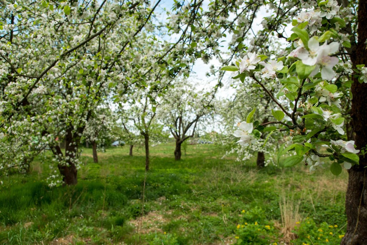 Działka budowlana Zawisze. Zdjęcie 5