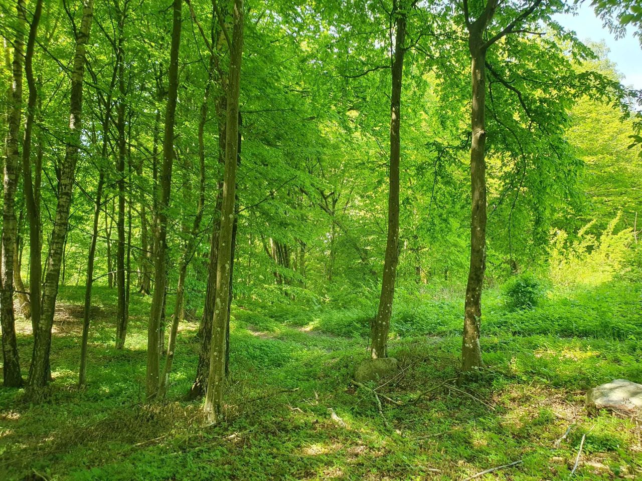 Działka rekreacyjna Dąbrowa. Zdjęcie 6