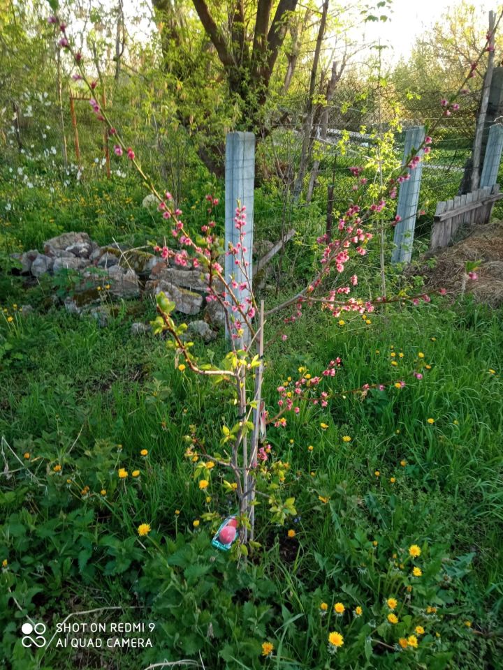 Działka rod Radom. Zdjęcie 7