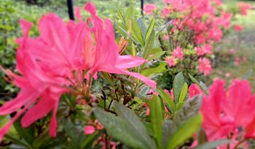 dom wolnostojący, 7 pokoi Szarów