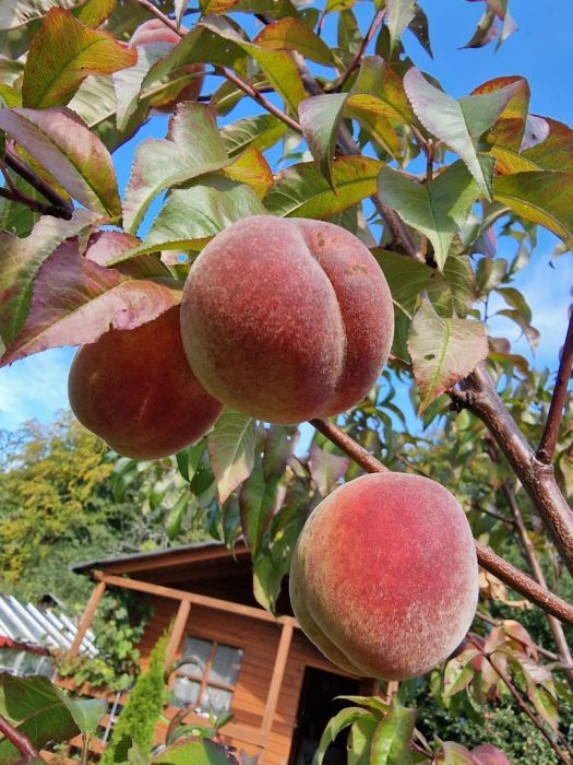 Działka rod Sopot Sopot Górny, ul. Mikołaja Reja. Zdjęcie 10