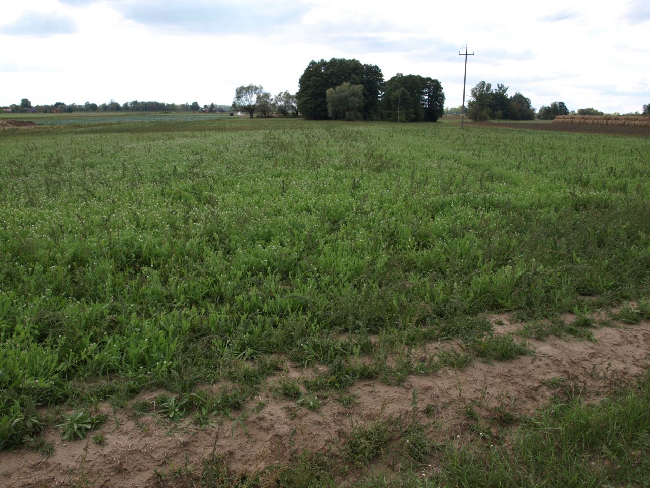 Działka rolna Drwały. Zdjęcie 6