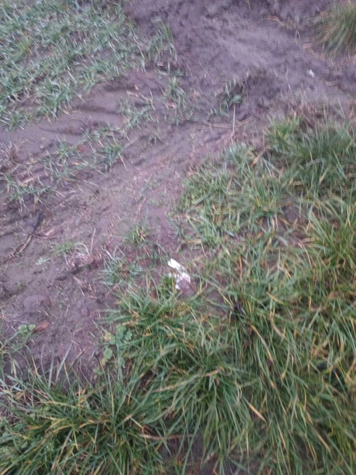 Działka budowlana Olempin. Zdjęcie 3