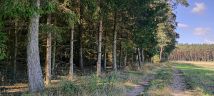 Działka leśna Stare Grodzkie. Zdjęcie 1