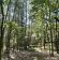 Działka leśna Zalesie. Zdjęcie 5