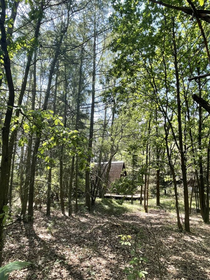 Działka leśna Zalesie. Zdjęcie 5