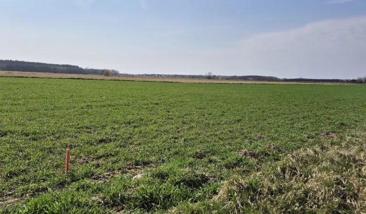 Działka budowlana Wola Bachorska