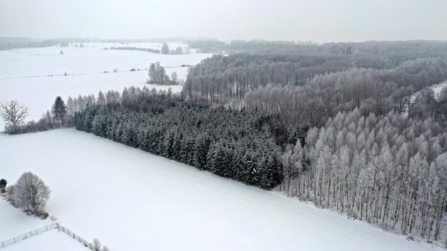 Działka leśna Harsz. Zdjęcie 8