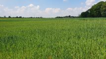 Działka budowlana Nowe Naruszewo. Zdjęcie 2