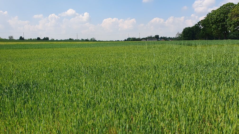 Działka budowlana Nowe Naruszewo. Zdjęcie 3