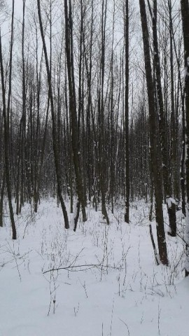 Działka leśna Piotrkowo. Zdjęcie 1