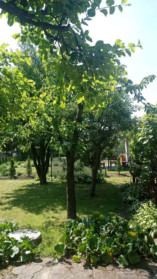 Działka rod Pleszew, ul. Bałtycka. Zdjęcie 5